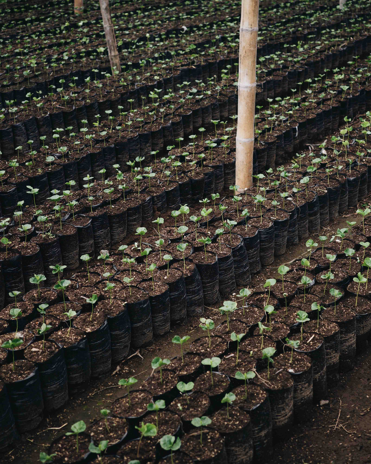 Finca Buenos Aires