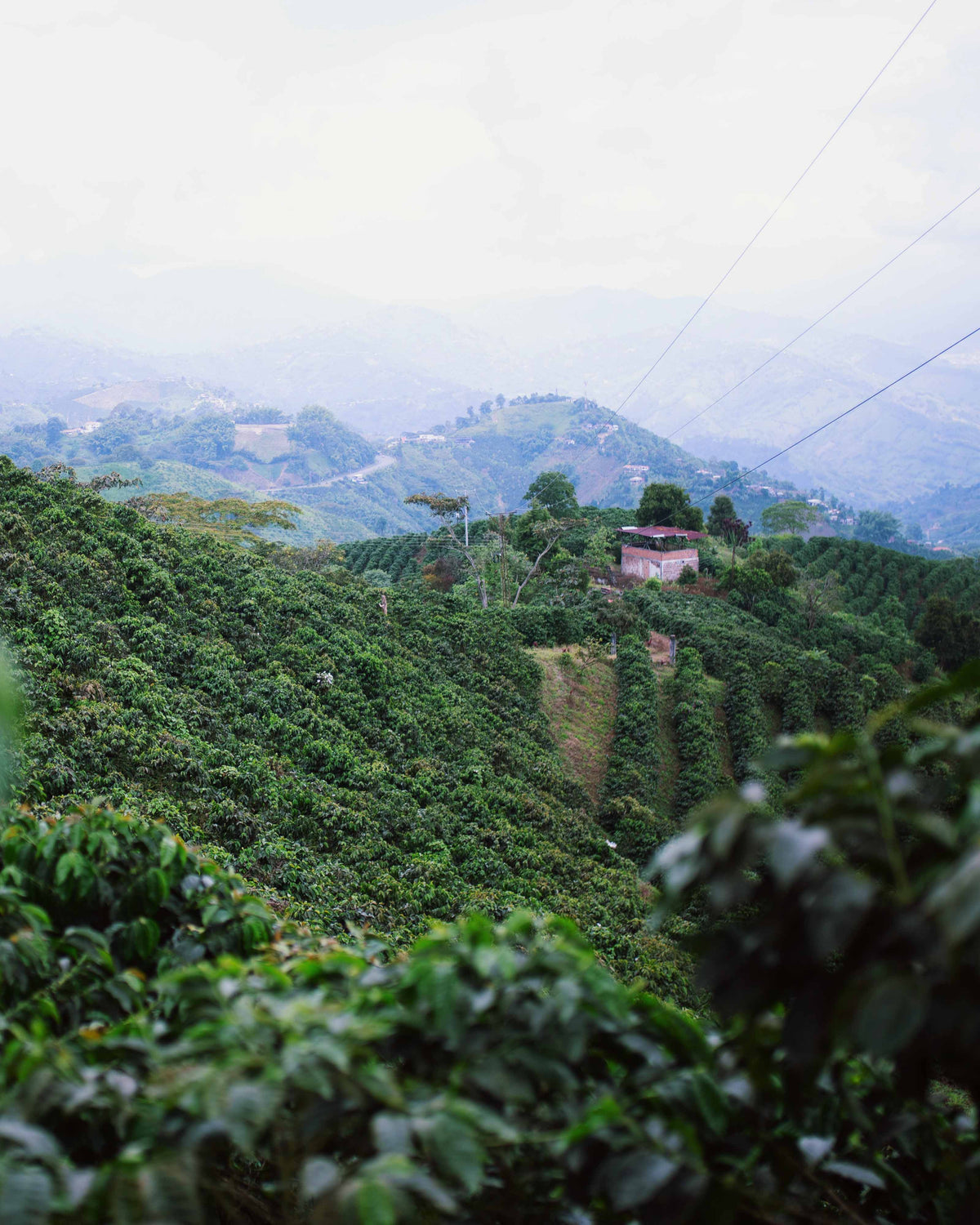 MAME Specialty Coffee
