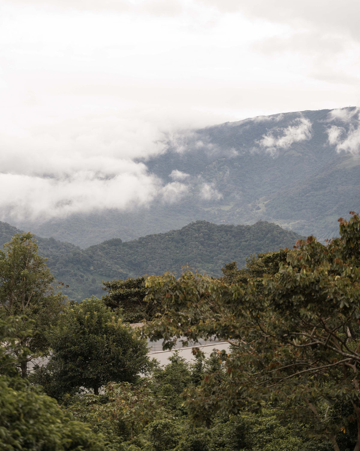 A scenic view of layered green mountains partially covered in low white clouds, with dense trees in the foreground and a road visible through the foliage.