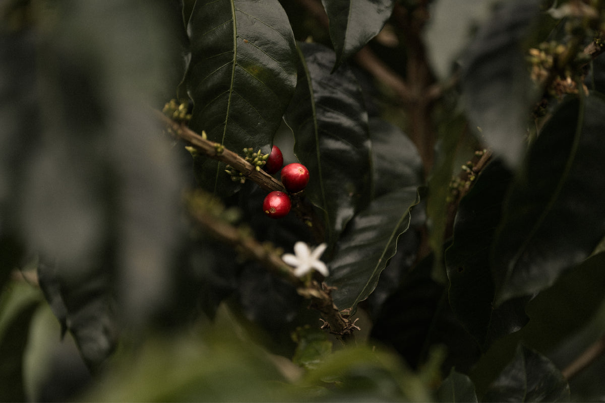Close-up of coffee cherries on a branch, with dark green coffee leaves and a small white flower in the background. MAME INTERNATIONAL COFFEE DAY